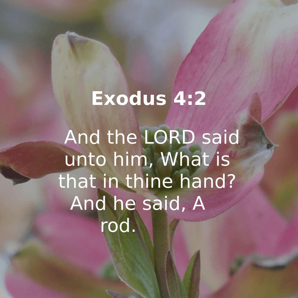 Exodus 4:2 - Bibleverses.net