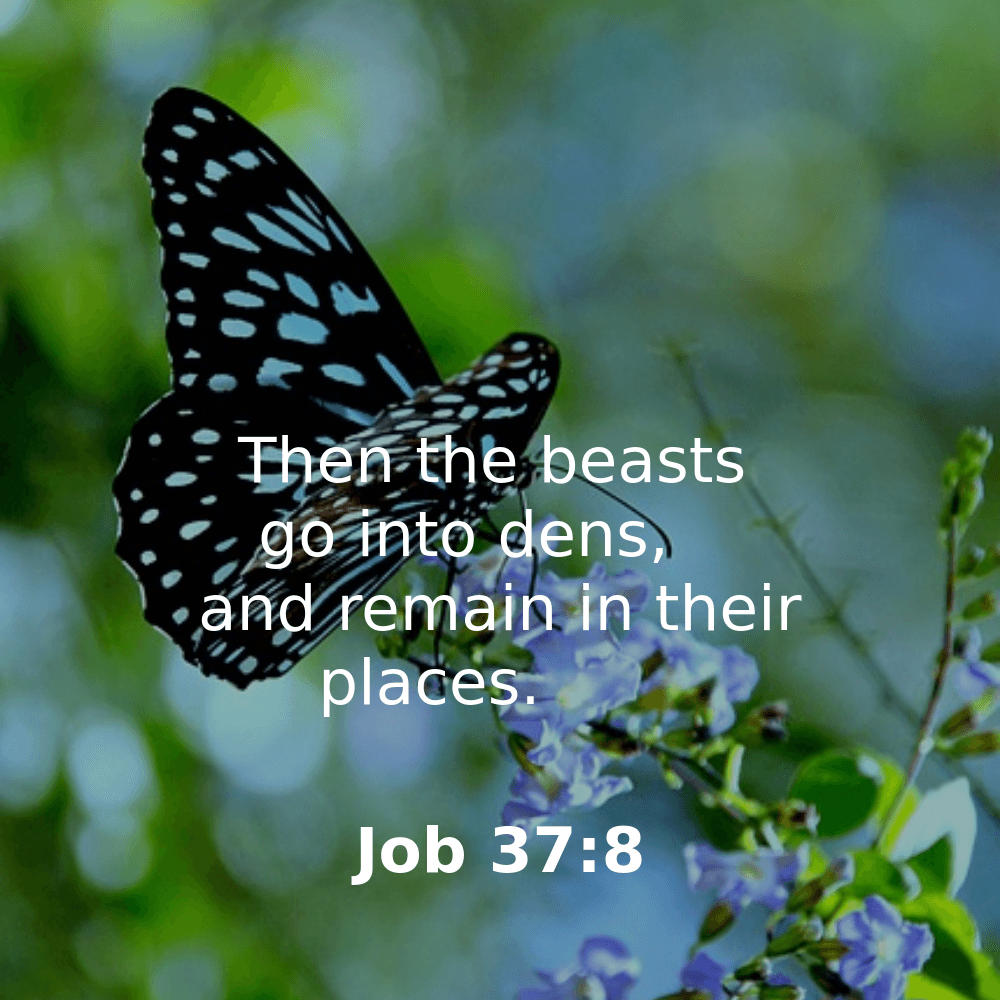 Job 37:8 - Bibleverses.net